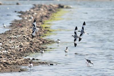 青岛湿地鸟类：金眶鸻、反嘴鹬…读不出来？直接上图！