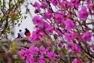 五一出游必打卡！崂山巨峰花开正当时