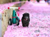 美得恍如隔世！李村河畔雨后落“樱”缤纷
