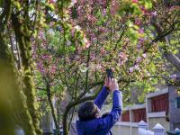 宁武关路：海棠花簇拥的八大关景区主街①