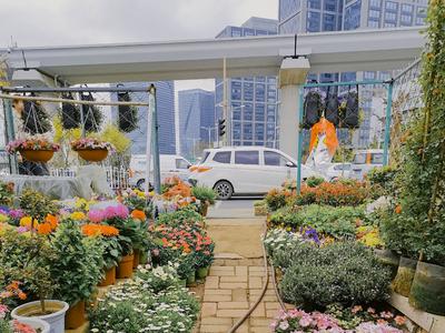 春色太美想带回家？来这里，赏花购花两不误