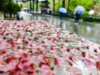 花伴雨！这是走进童话世界里了吧