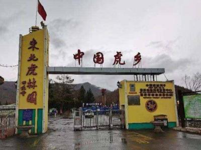 进村野生东北虎已被送至猫科动物饲养繁育中心，健康状态良好
