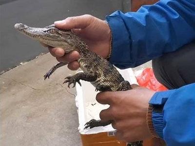 这个快递有点吓人，打开后竟然是一条鳄鱼