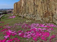 历经一亿多年，神奇马山石林山花烂漫 