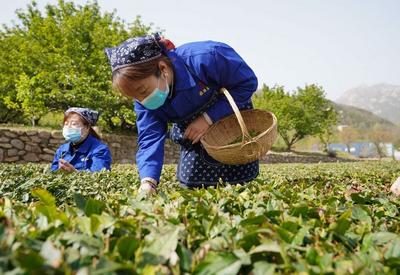 最高每斤1.5万，崂山头茬春茶真“金贵”