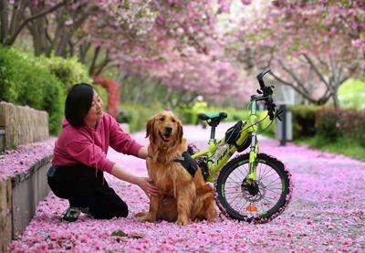 美得恍如隔世！李村河畔雨后落“樱”缤纷