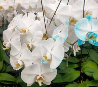远销日韩！青岛这一“蝴蝶兰王国”开出蝴蝶兰60余种