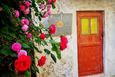 鱼山路：百年老建筑+盛放的蔷薇=浪漫海报丨百年·百街 ②