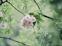 晚樱与新柳！暮春时节，这两种色彩好搭