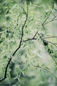 晚樱与新柳！暮春时节，这两种色彩好搭