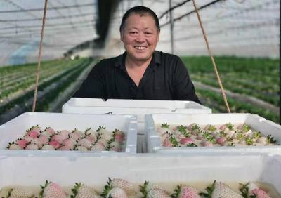 “多彩”草莓“走红”！平度市云山镇李家场村种植户探索草莓种植销售新模式