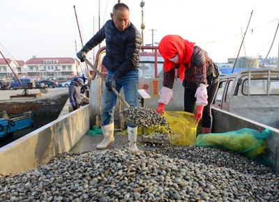 又到了丰收季！红岛的蛤蜊，一挖一麻袋