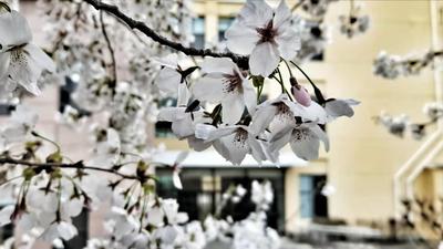 中国海洋大学樱花上线，校园里的一抹小清新