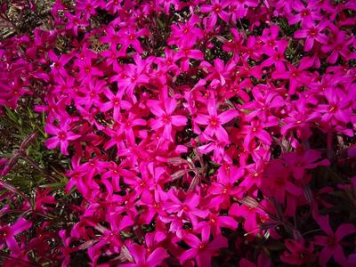 历经一亿多年，神奇马山石林山花烂漫 