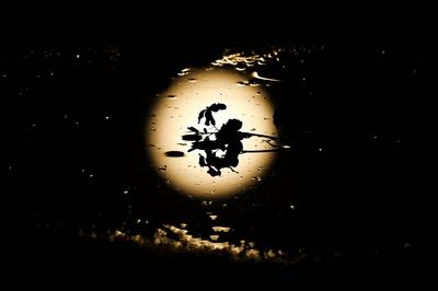 创意摄影：超级月亮搭配枝叶剪影 满屏的诗情画意 