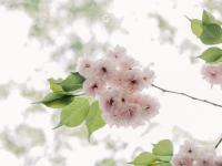 晚樱与新柳！暮春时节，这两种色彩好搭