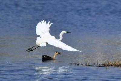 青岛湿地鸟类：金眶鸻、反嘴鹬…读不出来？直接上图！