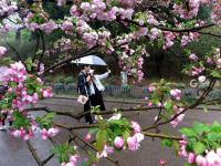 花伴雨！这是走进童话世界里了吧