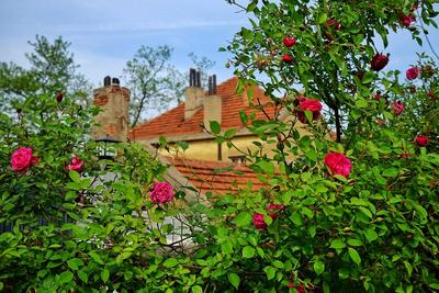 蔷薇路：花期长达6个月的青岛“漫画小道”丨百年·百街 ④