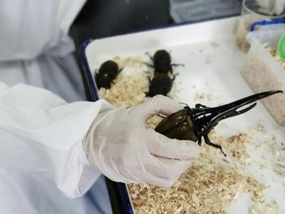 特别长！厦门海关首次查获5只活体海格力斯长戟大兜虫