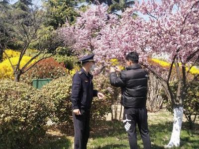 随意折花？罚200元！崂山区开出今年首张折花枝行政处罚罚单