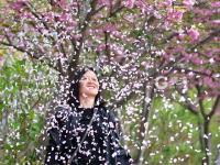 美得恍如隔世！李村河畔雨后落“樱”缤纷
