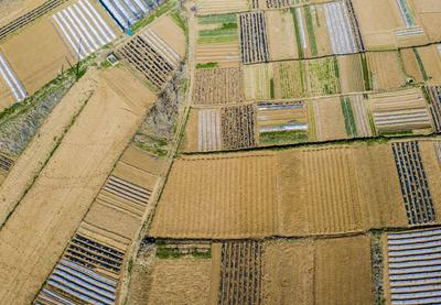 动车穿过西海岸麦田，驶向生机勃勃的春天