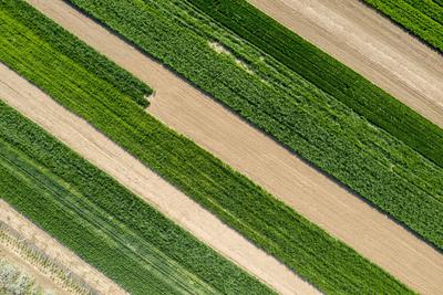 动车穿过西海岸麦田，驶向生机勃勃的春天