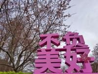 带上那个TA，一起去中山公园赏首届樱花节 