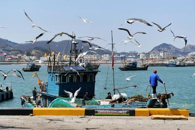 春捕船靠岸实拍：虾虎、八带、鮟鱇鱼