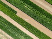 动车穿过西海岸麦田，驶向生机勃勃的春天