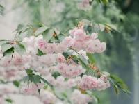 晚樱与新柳！暮春时节，这两种色彩好搭