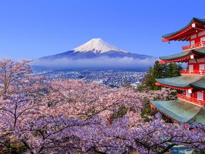 日本现千年来最早樱花季，美好景象背后掩藏怎样的危机？
