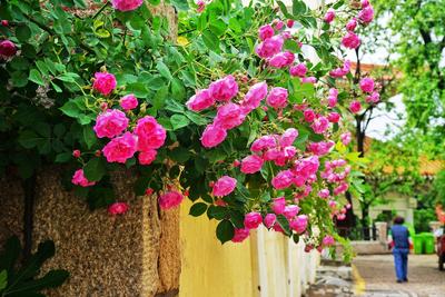 鱼山路：百年老建筑+盛放的蔷薇=浪漫海报丨百年·百街 ②