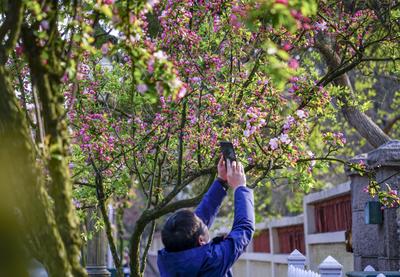 宁武关路：海棠花簇拥的八大关景区主街①