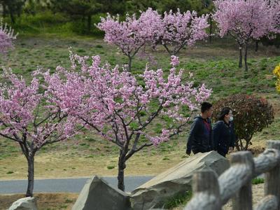 在即墨区马山公园，遇见春日朵朵美人梅