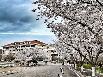中国海洋大学樱花上线，校园里的一抹小清新
