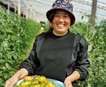 草莓西红柿上市成“新宠”！平度市云山镇后营村种植草莓西红柿效益可观