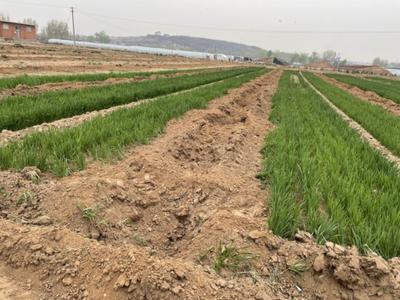 唐山“耕地种树”初查情况通报：彻底整改，对448亩间栽苗木组织移植