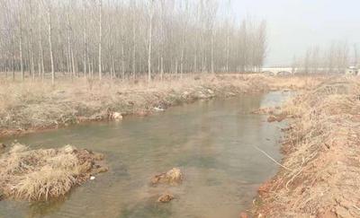 胶州官河西张应村段河水污染问题已整改