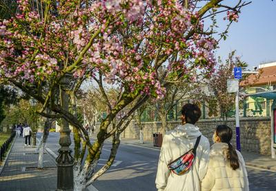 宁武关路：海棠花簇拥的八大关景区主街①