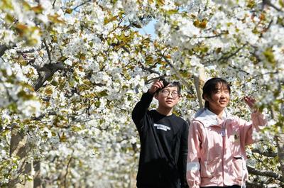 莱西市日庄镇万亩梨花绽放