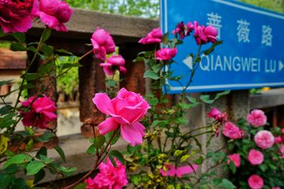 蔷薇路：花期长达6个月的青岛“漫画小道”丨百年·百街 ④