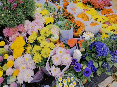 春色太美想带回家？来这里，赏花购花两不误