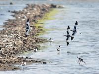 青岛湿地鸟类：金眶鸻、反嘴鹬…读不出来？直接上图！