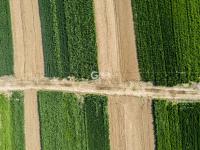 动车穿过西海岸麦田，驶向生机勃勃的春天