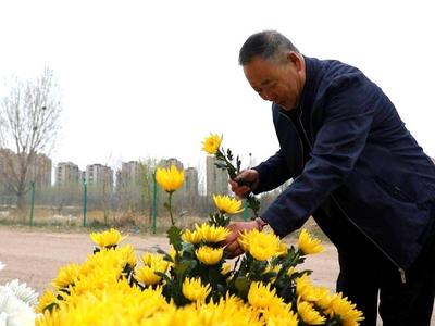 青岛这个区10余处“清明节祭扫鲜花免费领取点”，约3.5万支菊花被领取
