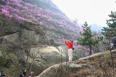 西海岸新区第二届大珠山板栗节启幕滨海街道秋冬消费季同步启动