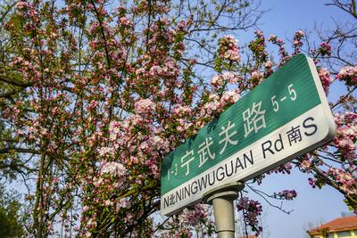 宁武关路：海棠花簇拥的八大关景区主街①